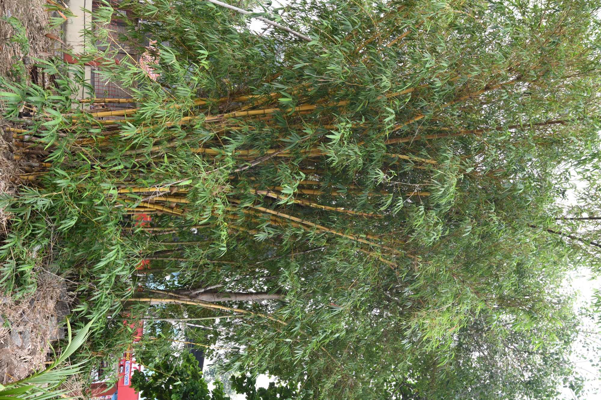 മുളം കാട് (1)